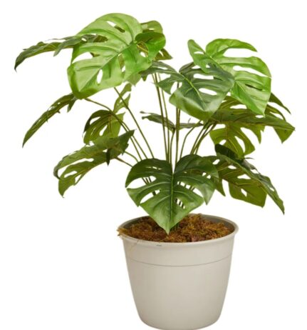 PLANTAS DECORATIVAS