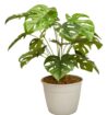 Plantas Decorativas