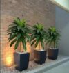 PLANTAS DECORATIVAS