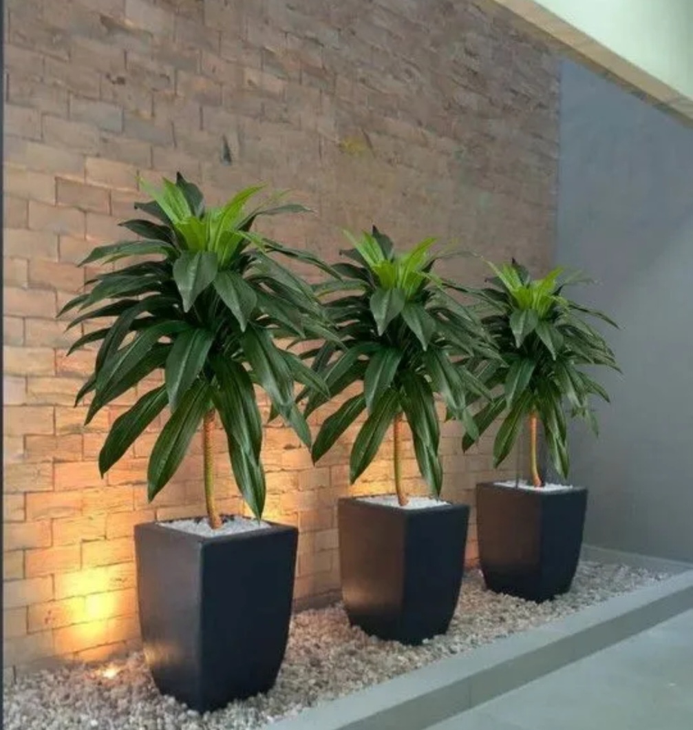PLANTAS DECORATIVAS