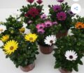 PLANTINES PRIMAVERA