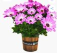 PLANTINES PRIMAVERA