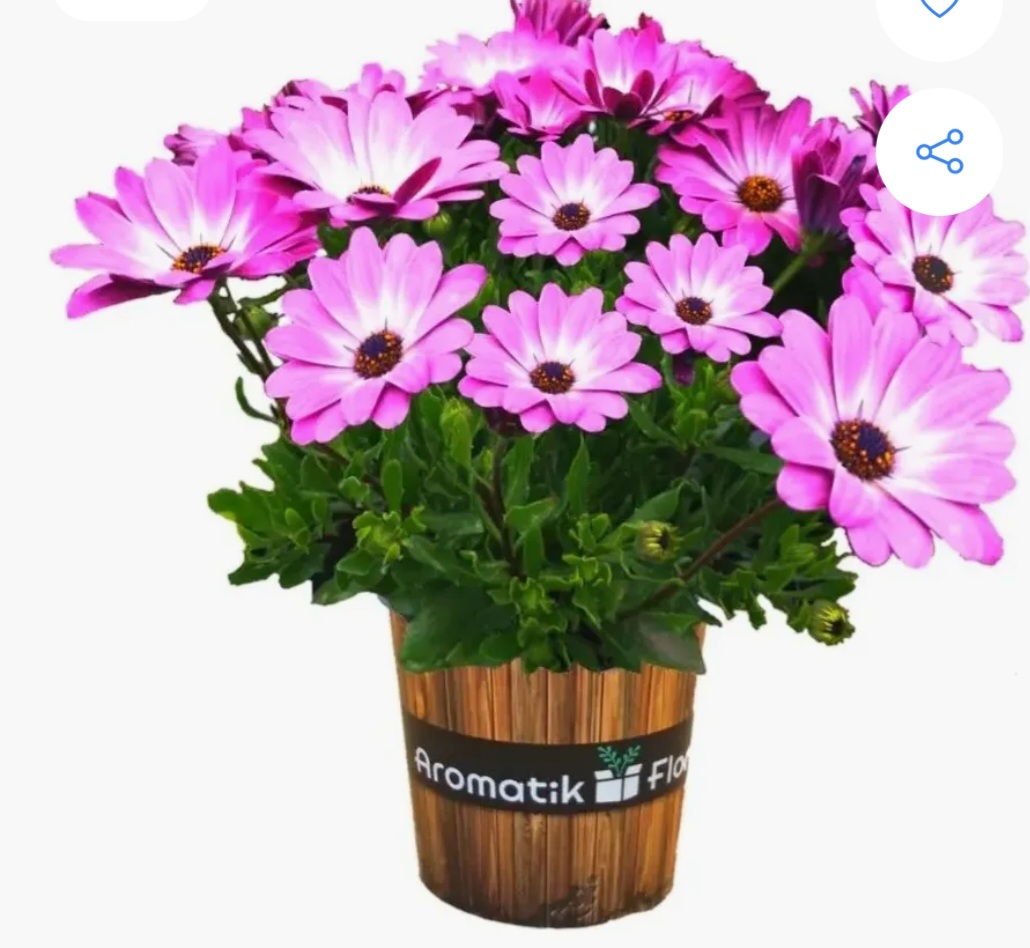 PLANTINES PRIMAVERA