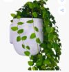 Plantas Decorativas