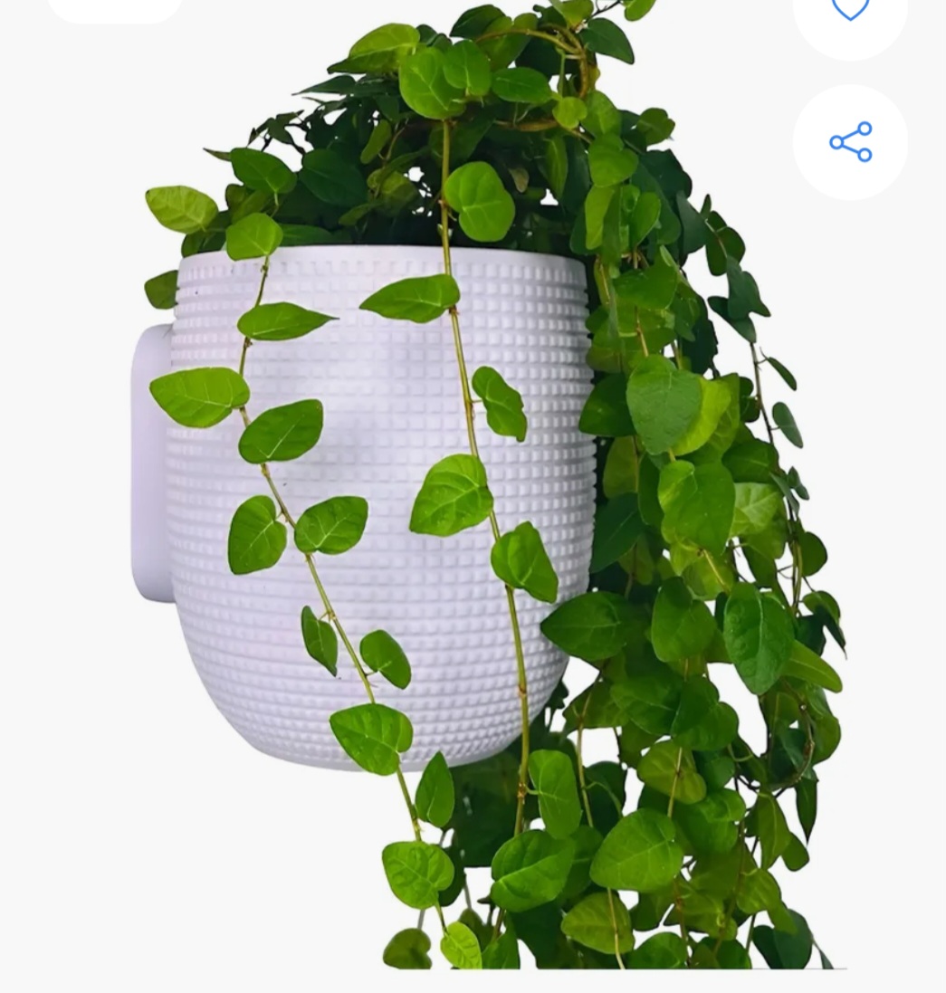 PLANTAS DECORATIVAS