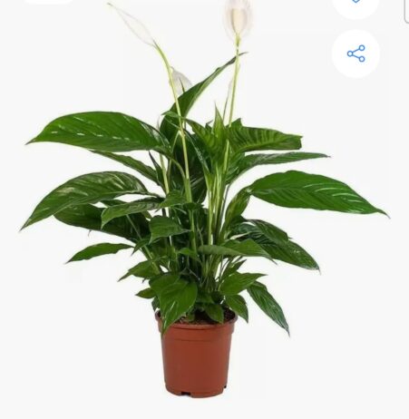 PLANTAS DECORATIVAS