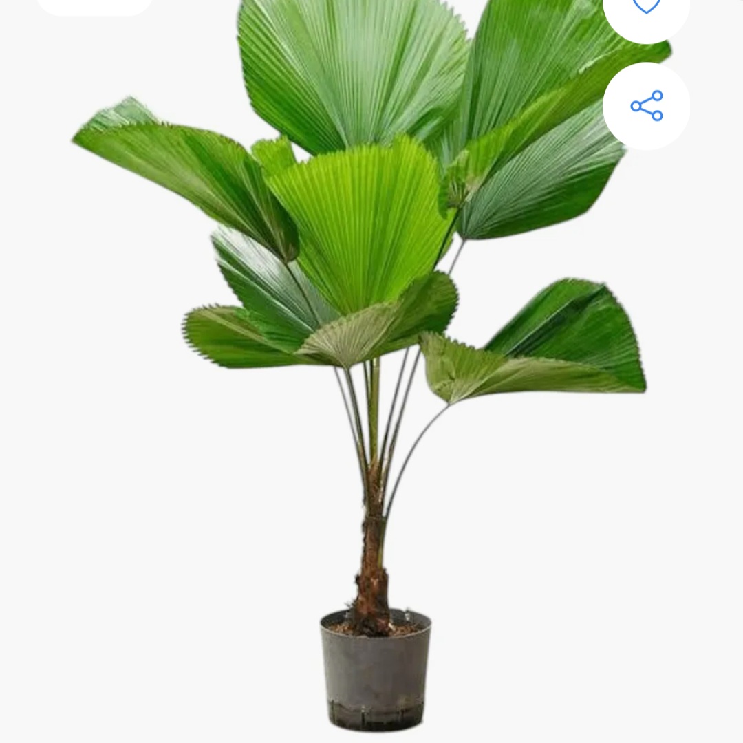 PLANTAS DECORATIVAS