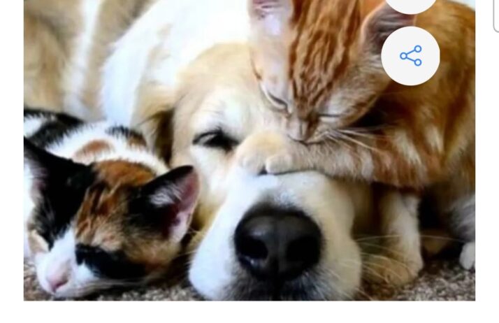 MANTENIMIENTO DE ANIMALES