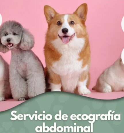 MANTENIMIENTO DE ANIMALES
