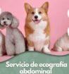 MANTENIMIENTO DE ANIMALES